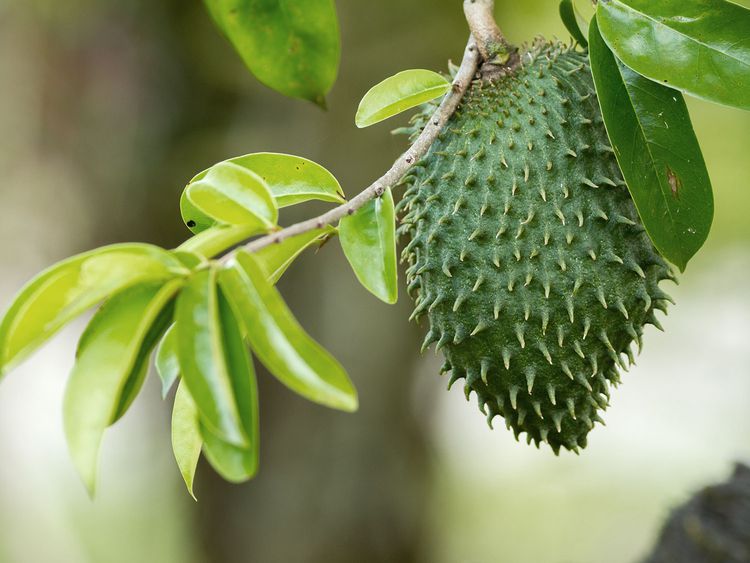 Soursop Fruit